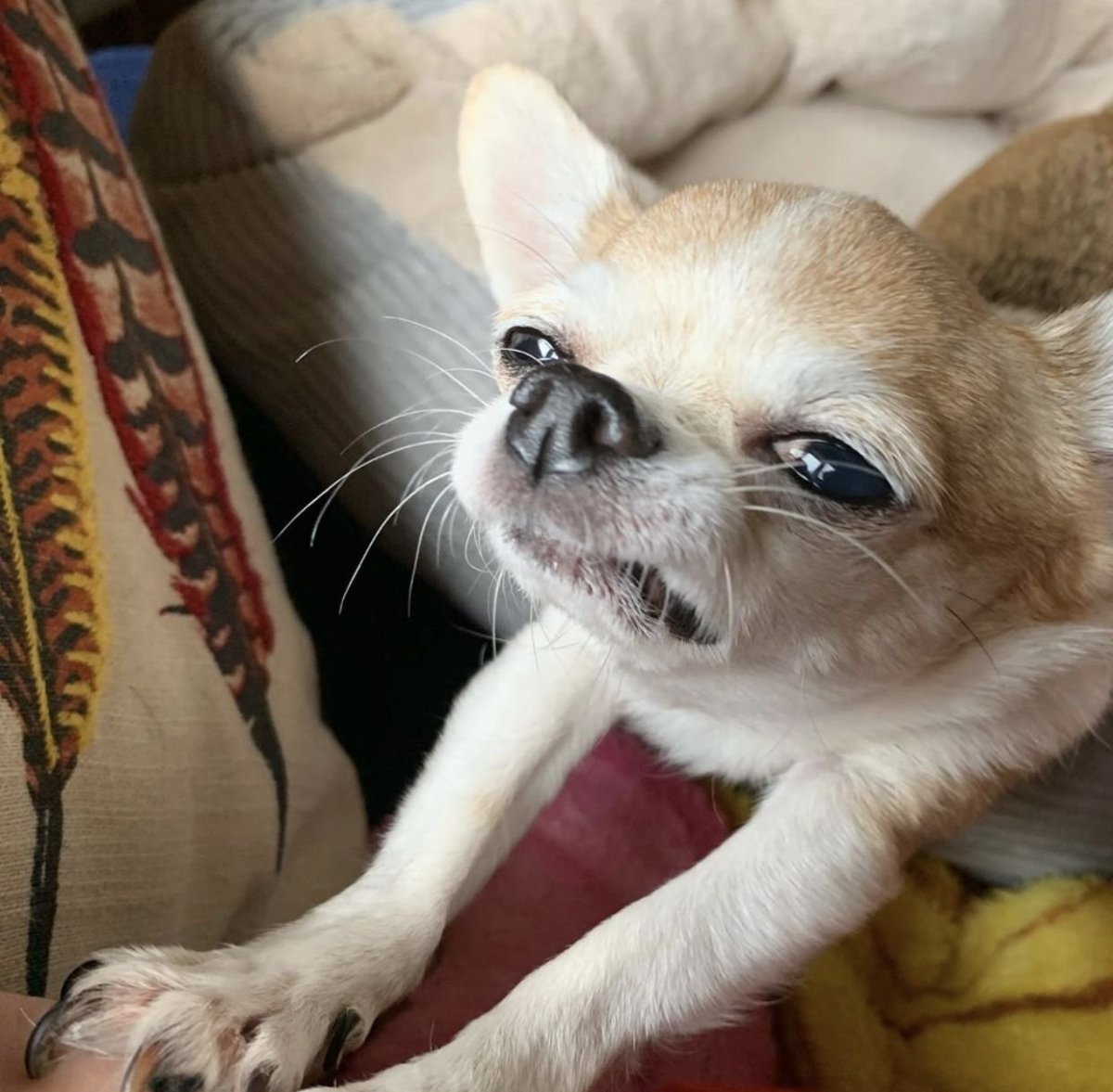 Чихуахуа Чивава абрикос