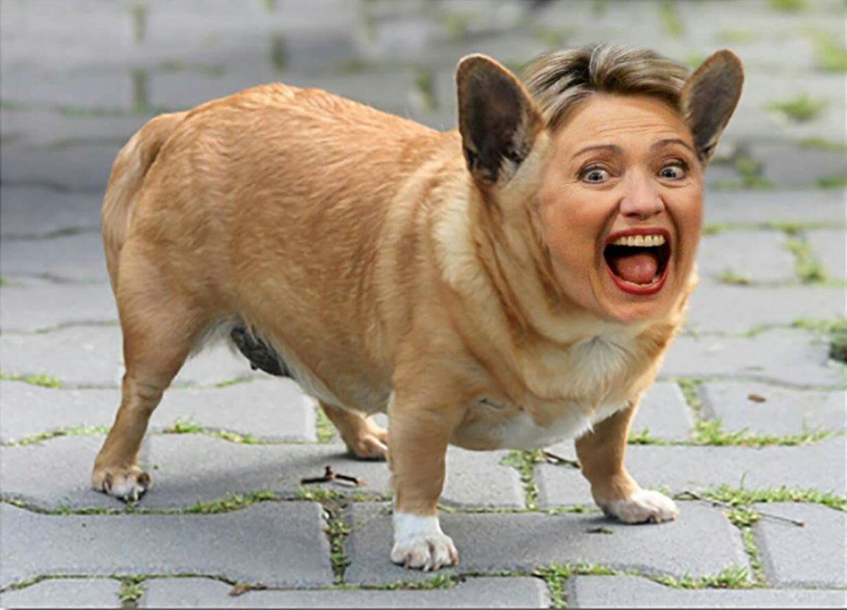 Собака чихуахуа толстая