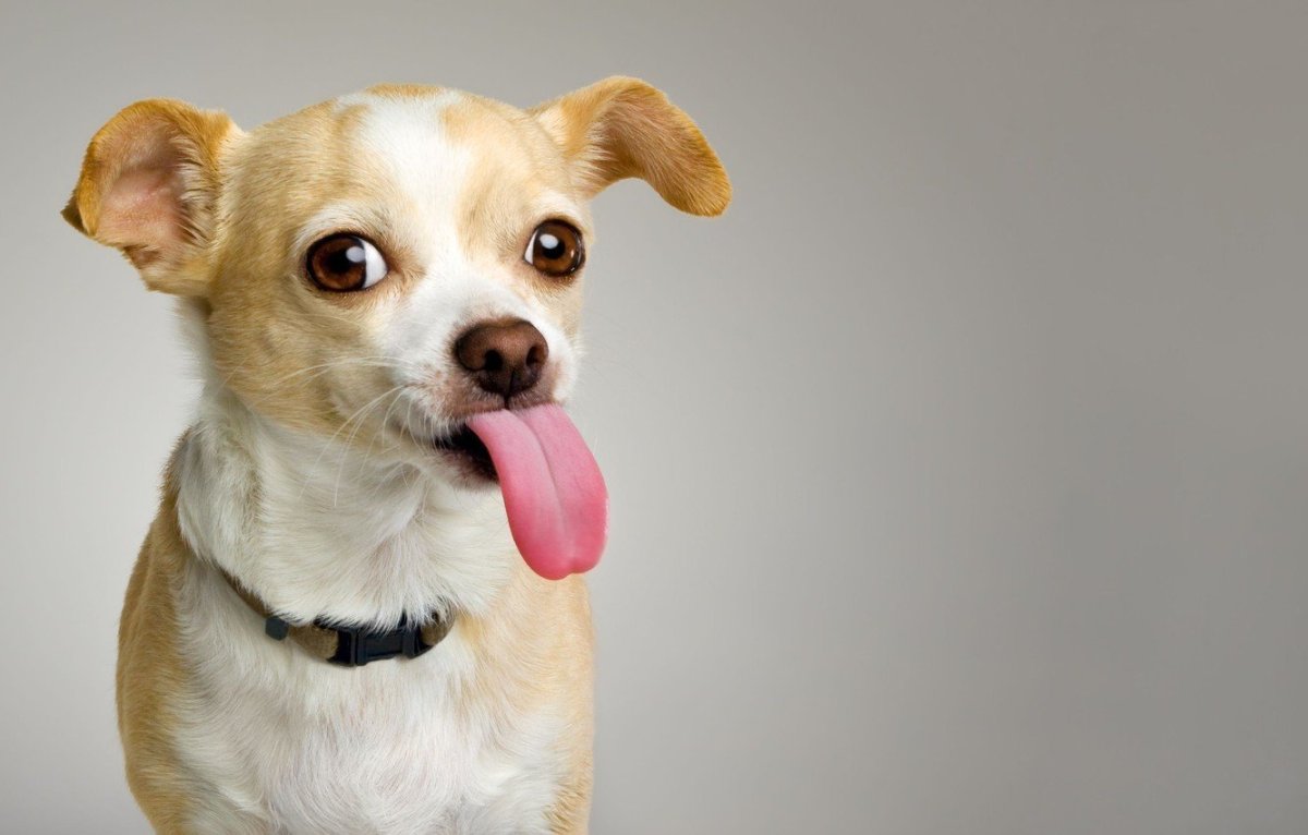 Сувако с высунытым языком