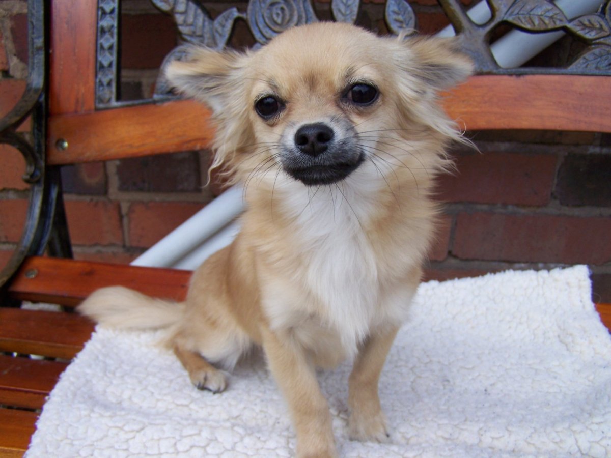 Чихуахуа Дир длинношерстный