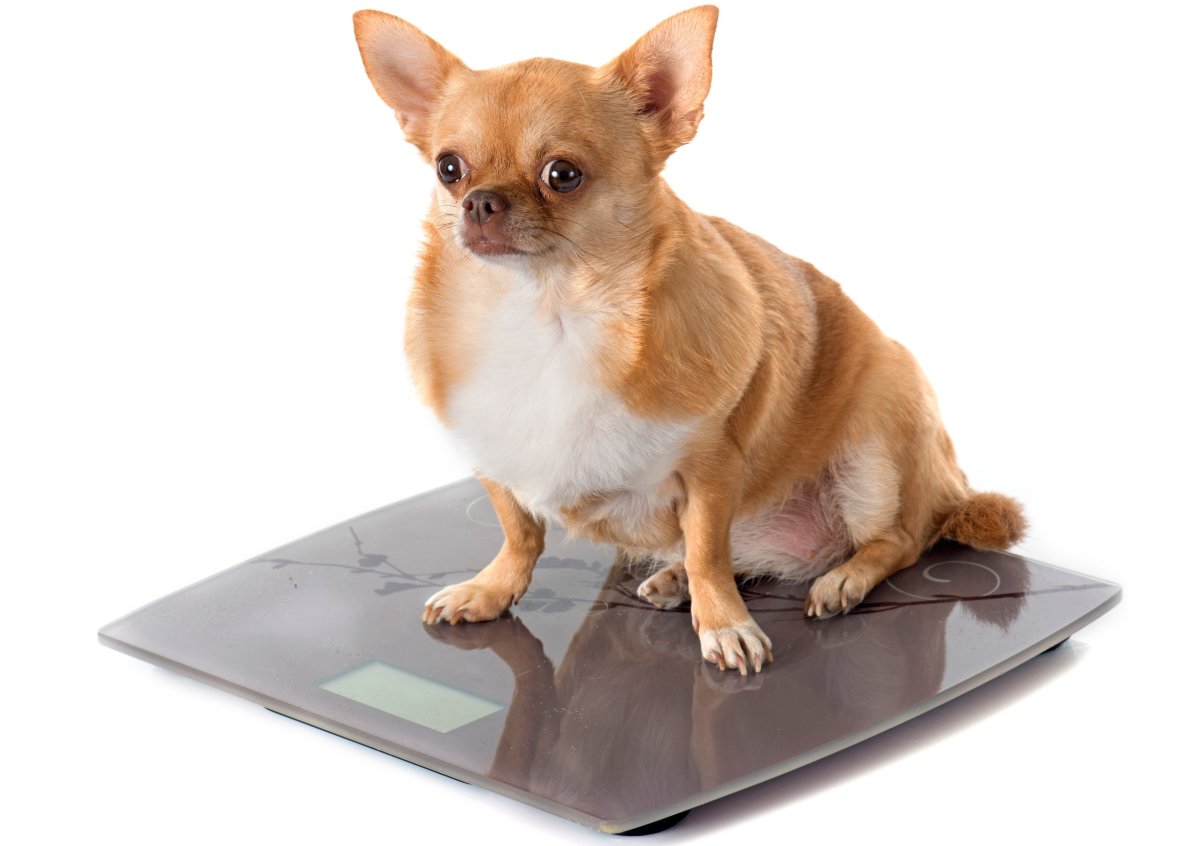 Чихуа чихуа вес