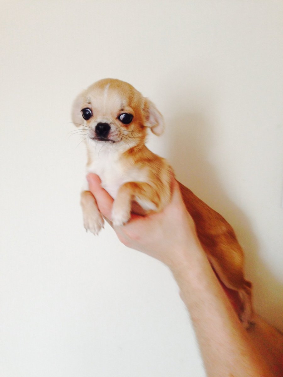 Терьер Ушастый