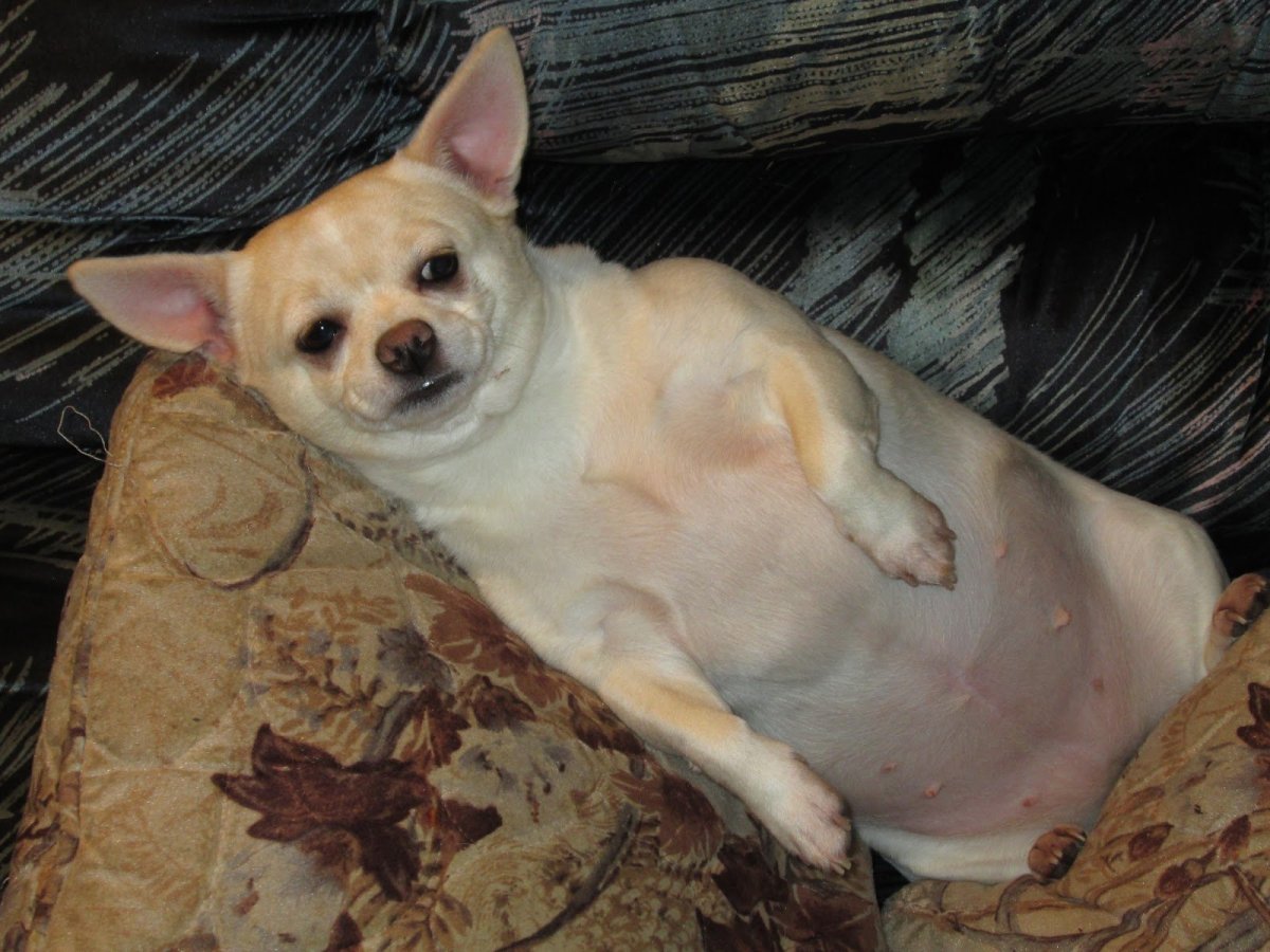 Ожиревший чихуахуа