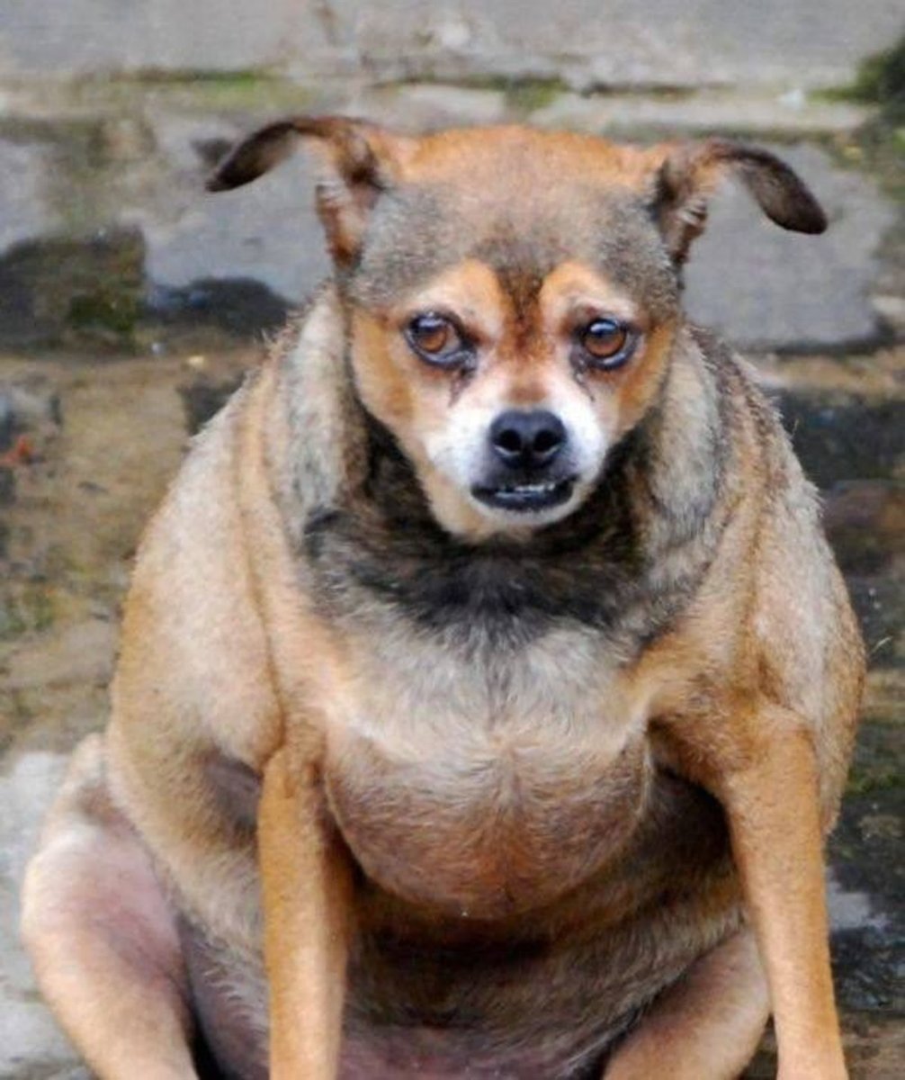 Маленькие толстые собачки