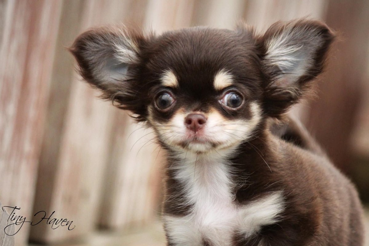 Мордочка чихуахуа