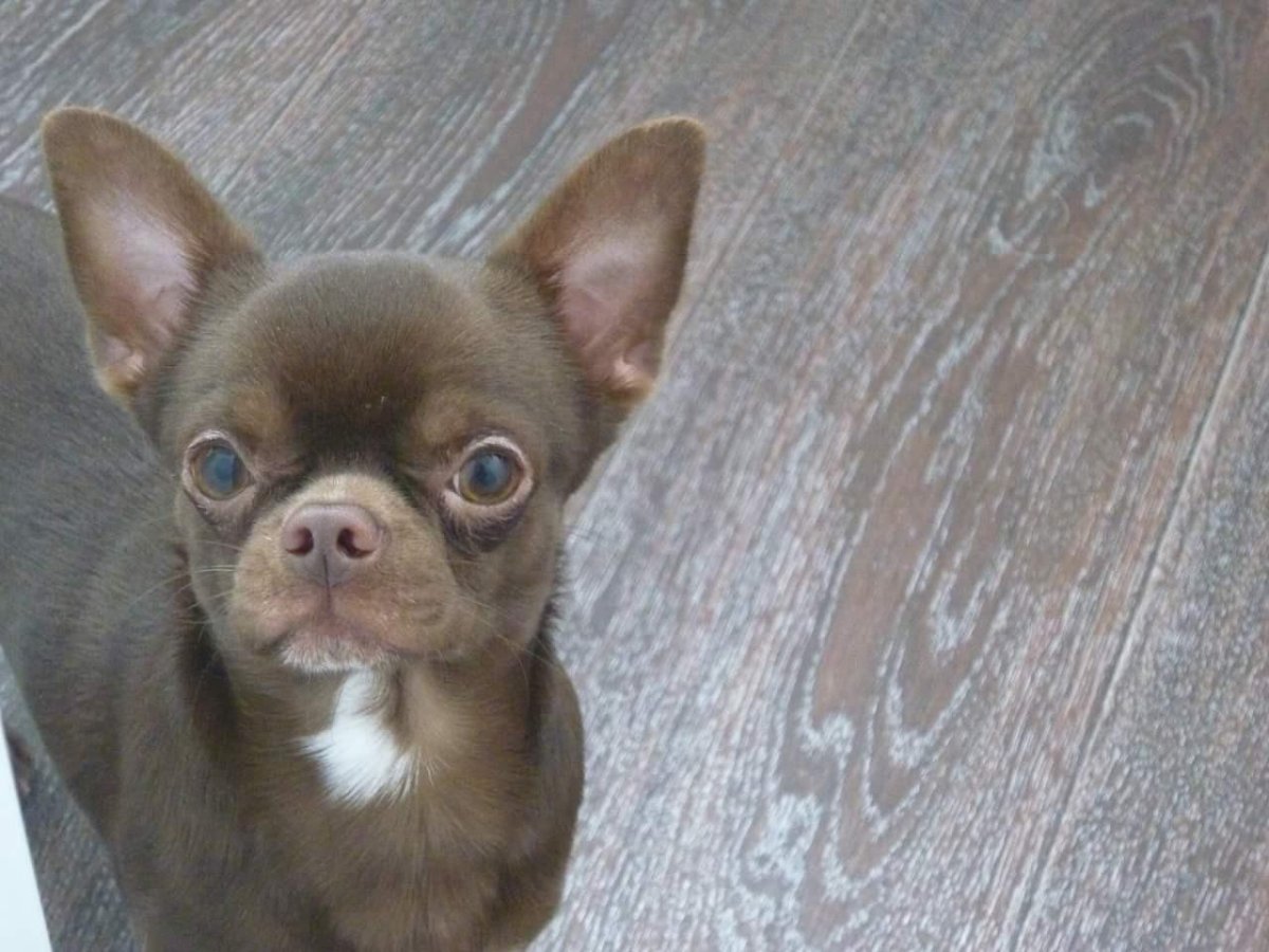 Чихуахуа микро маленькая