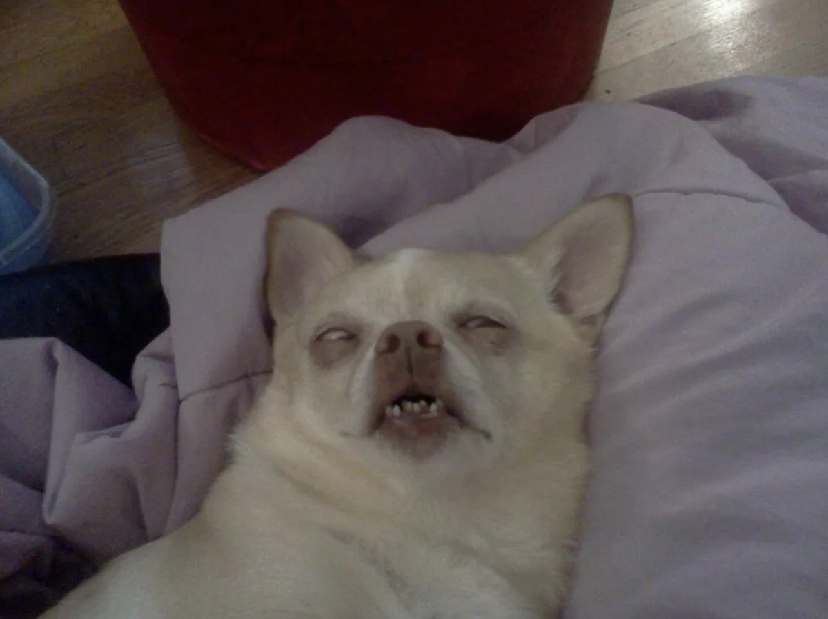 Сонная собака Мем