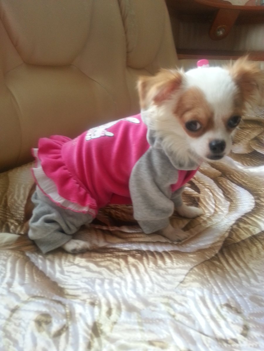 Чихуахуа Соня