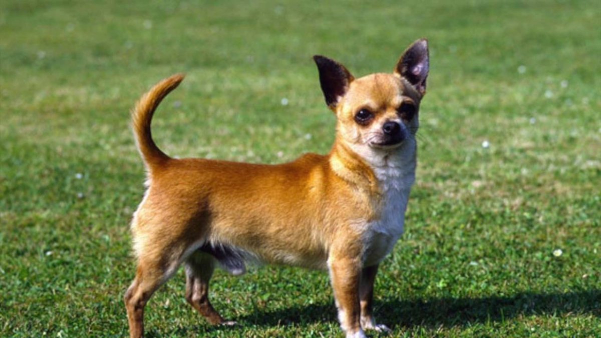 Чихуа с большими глазами