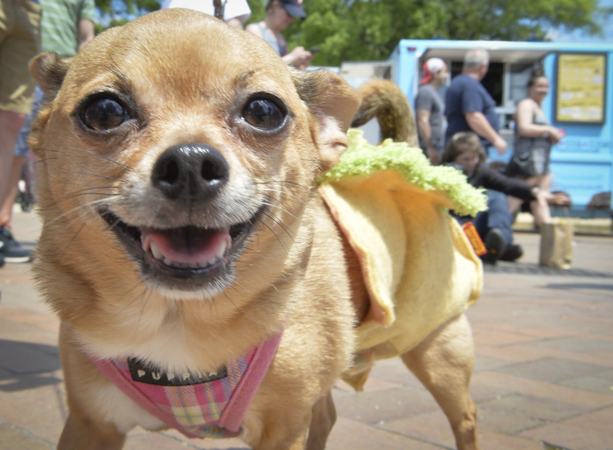 Чихуахуа улыбается