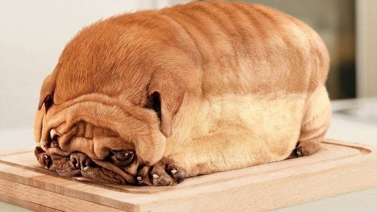 Самый толстый Мопс в мире