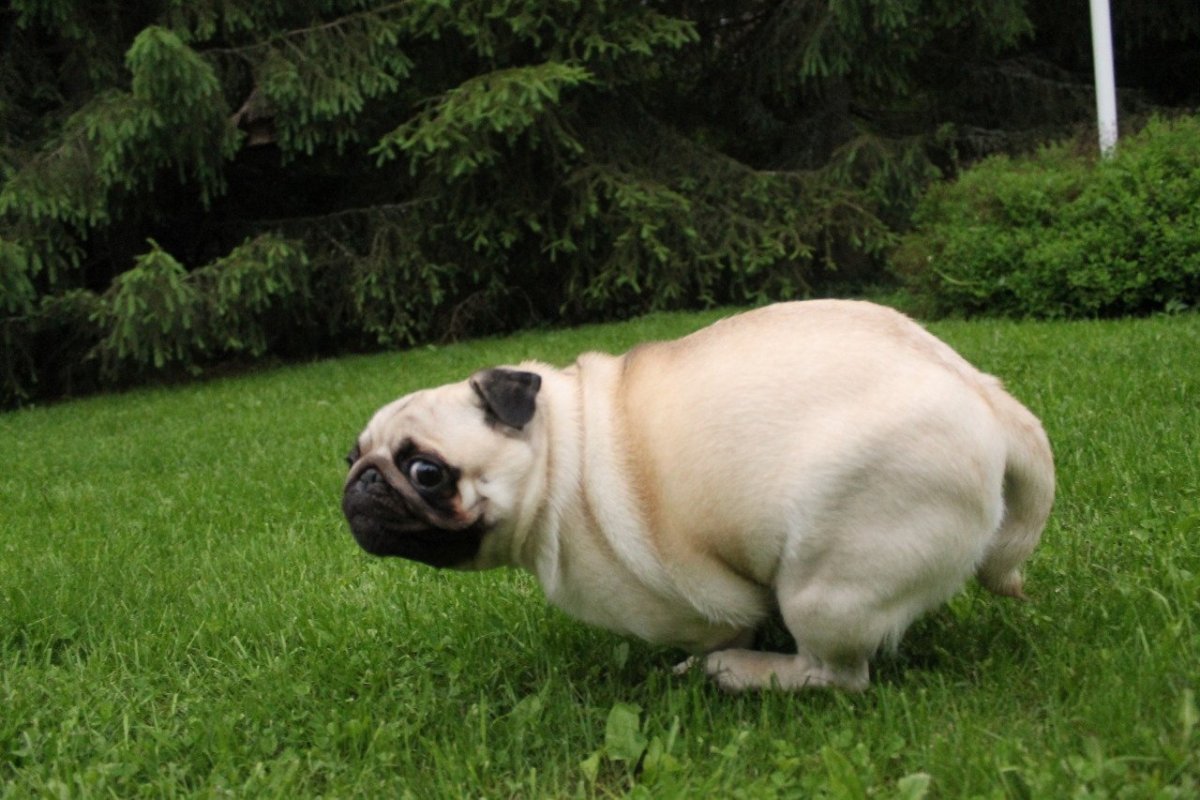 Самый толстый Мопс