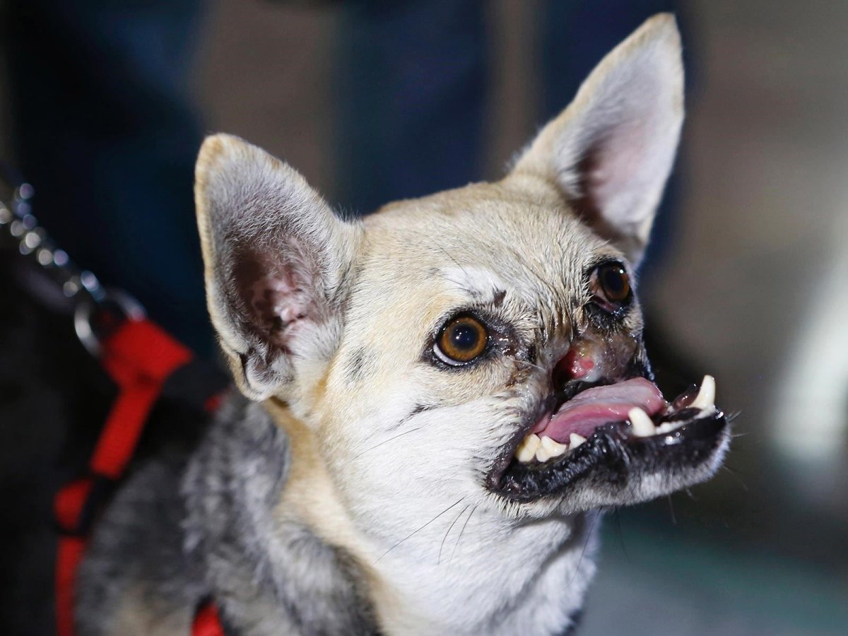 Перекус и недокус у собак