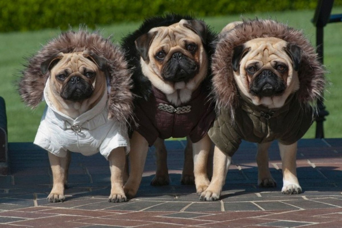 Семья мопсов