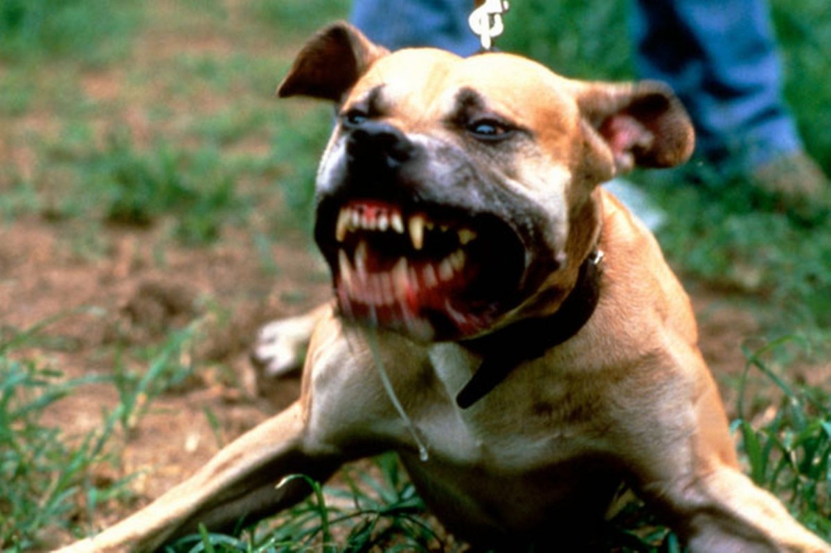 Стаффордширский терьер нападение