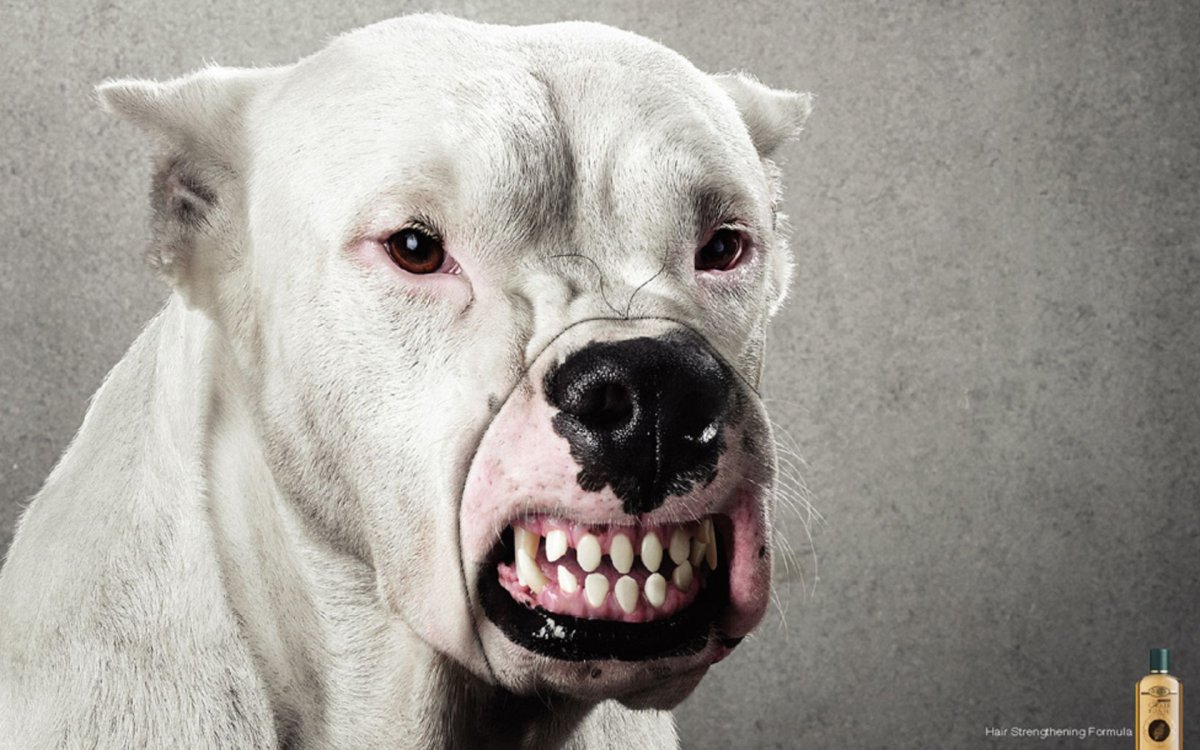 Оскаленный ротвейлер Доберман