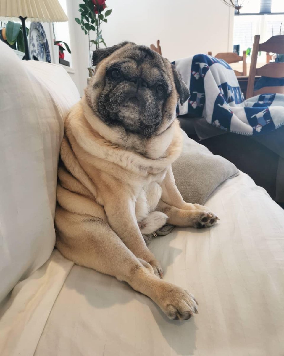 Ожиревший Мопс