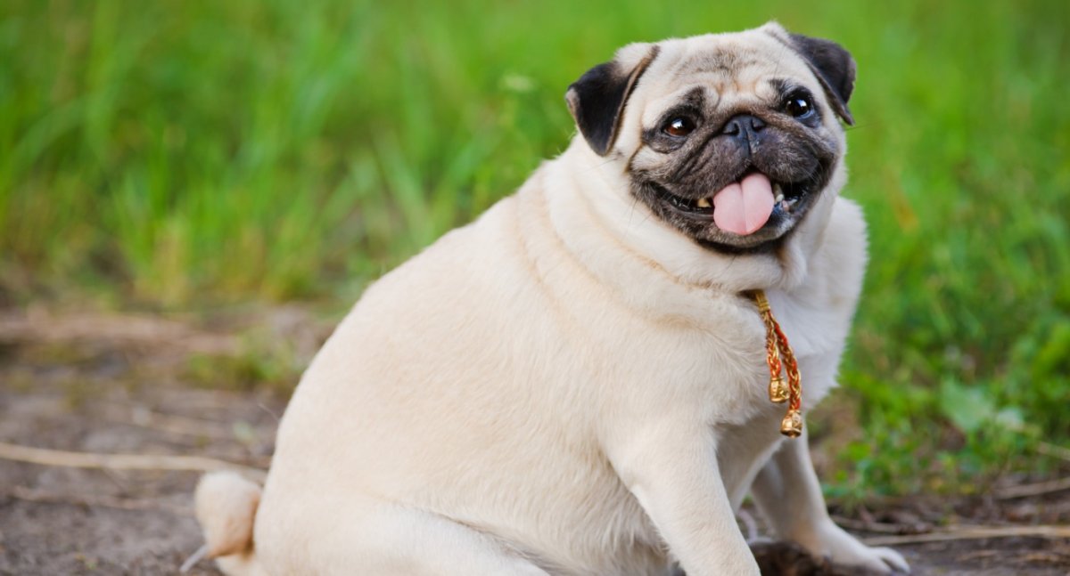 Бойцовский Мопс