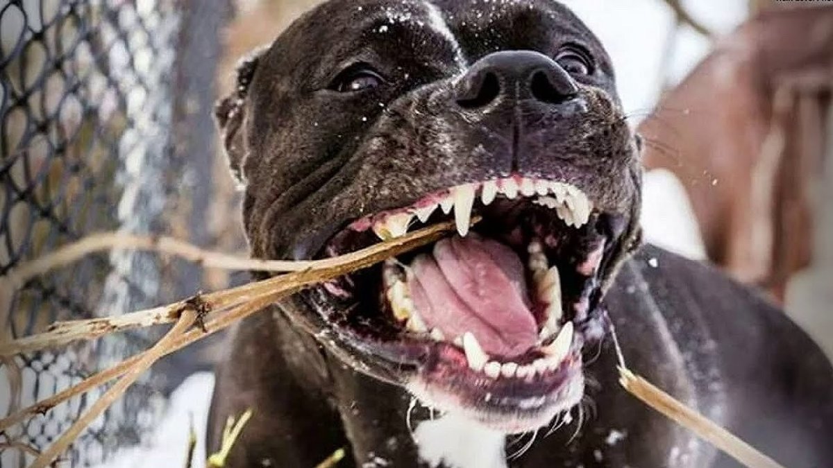 Американский стаффордширский терьер в ярости