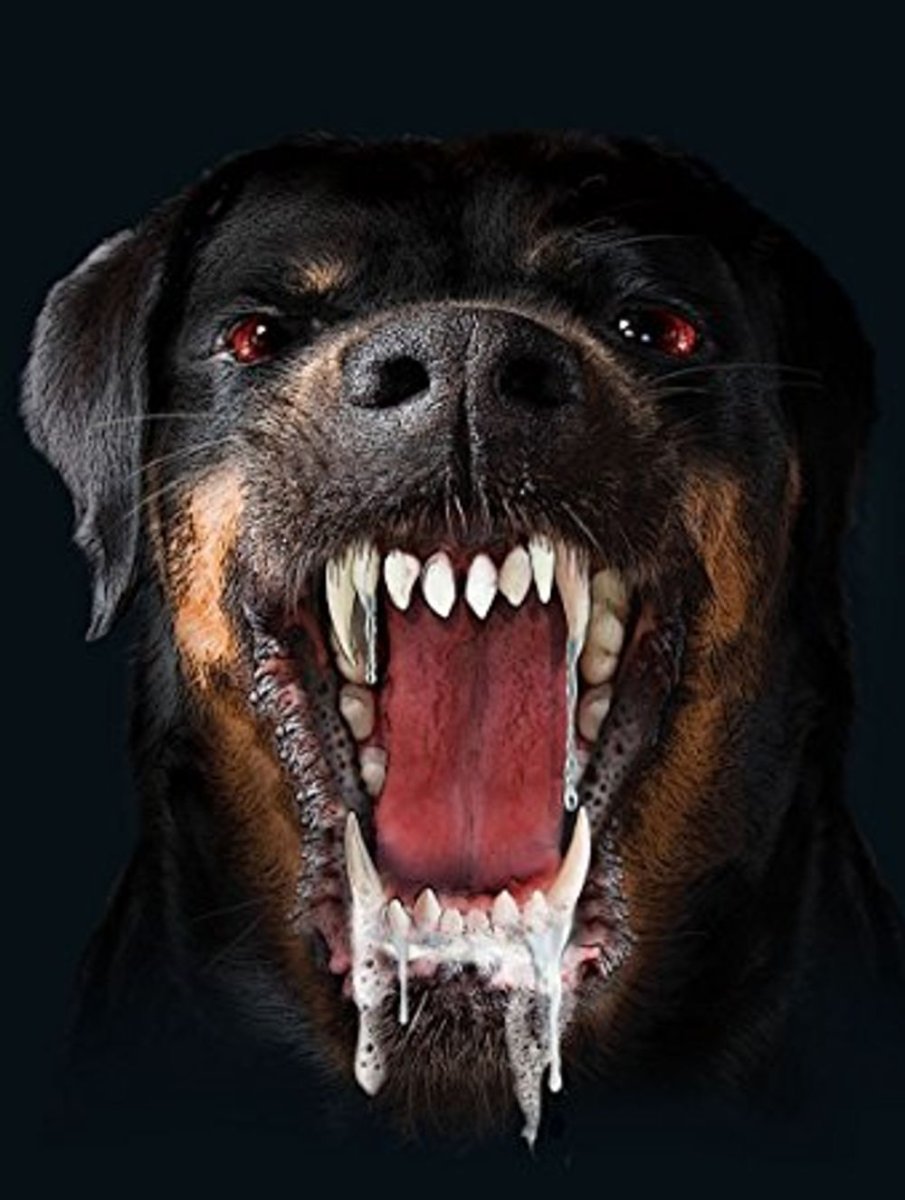 Самые сильные челюсти у собак