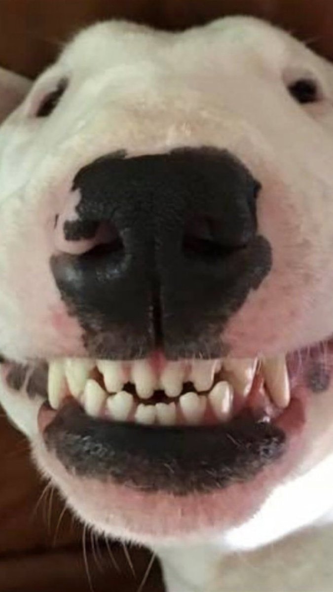 Питбуль мертвая хватка