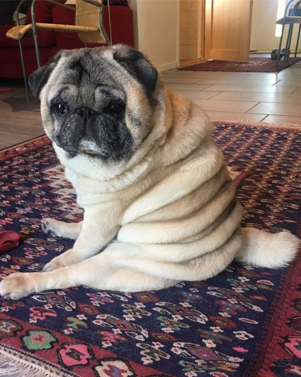 Тибетский Мопс