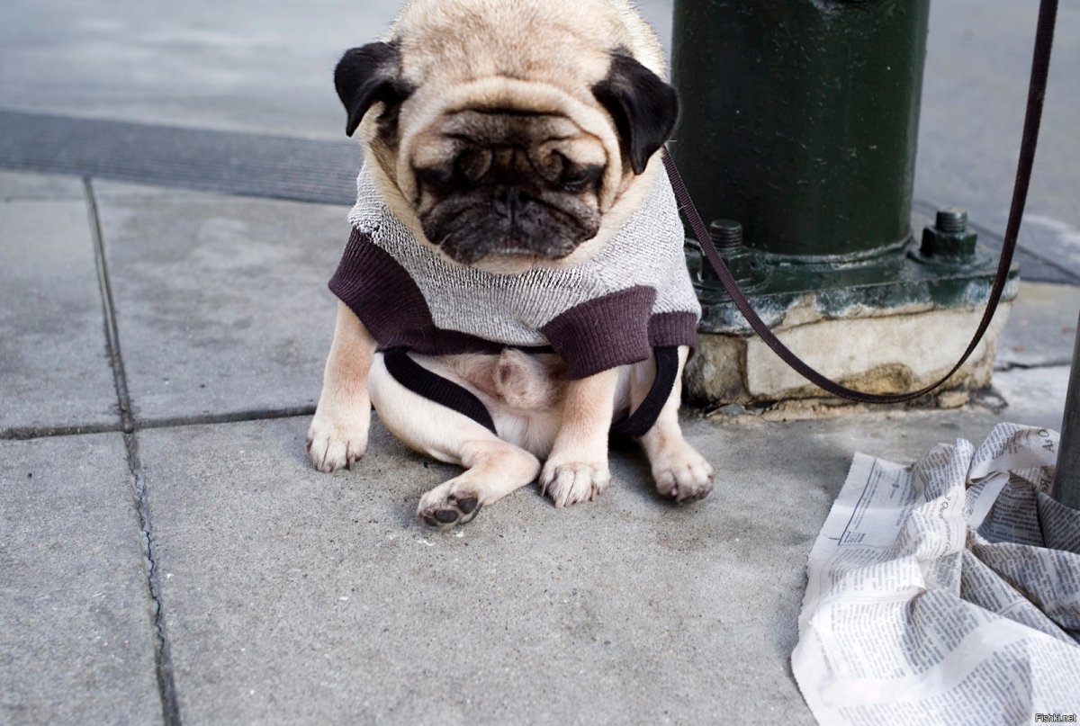 Грустный мопсик