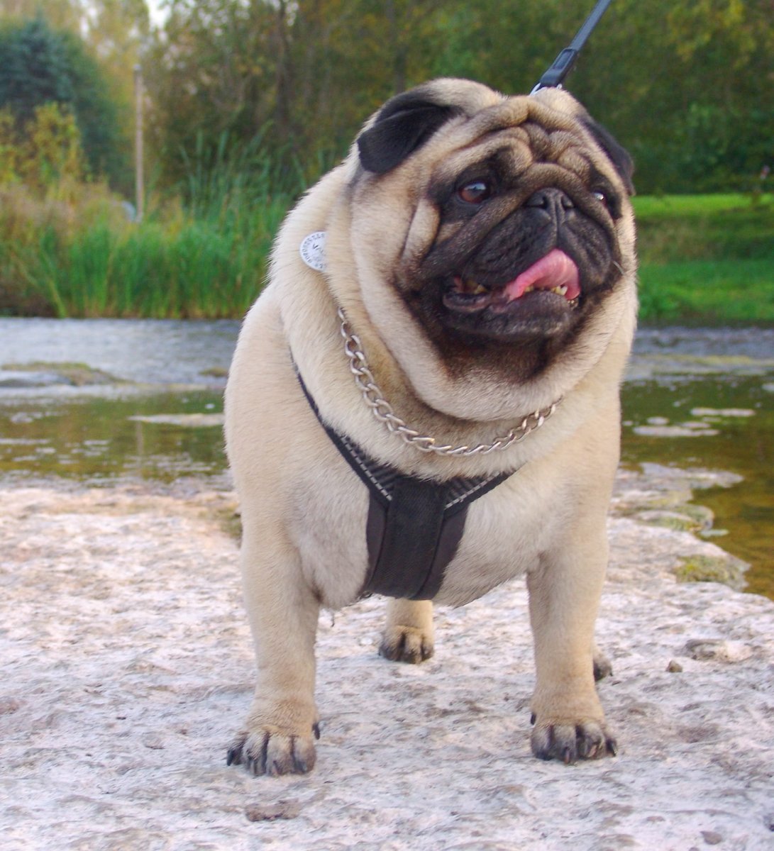 Мопс хрючит