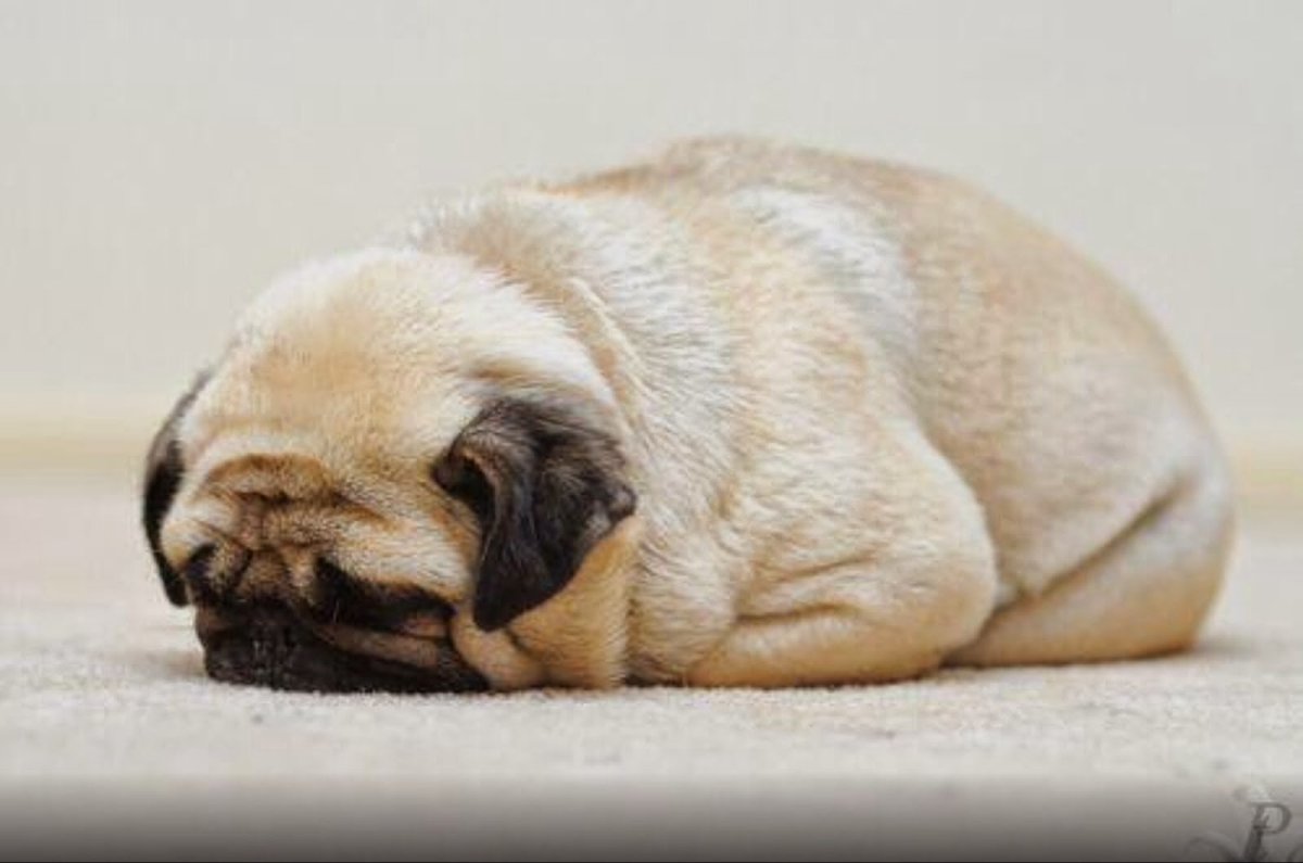 Ржачный Мопс