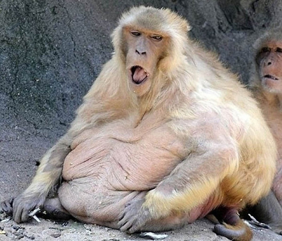 Жирные животные