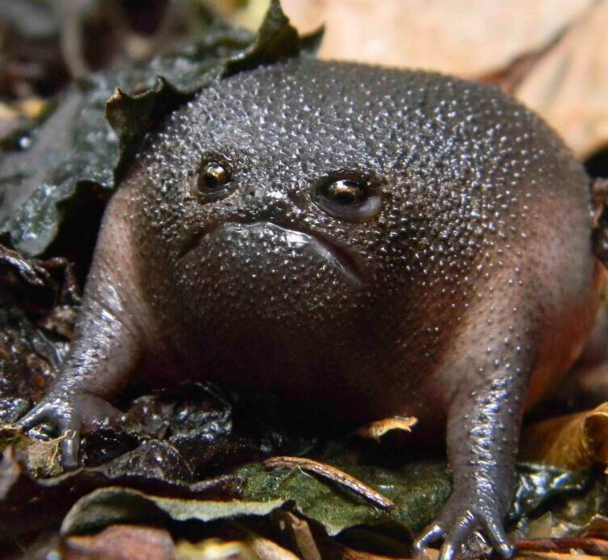 Бегемот в Африке