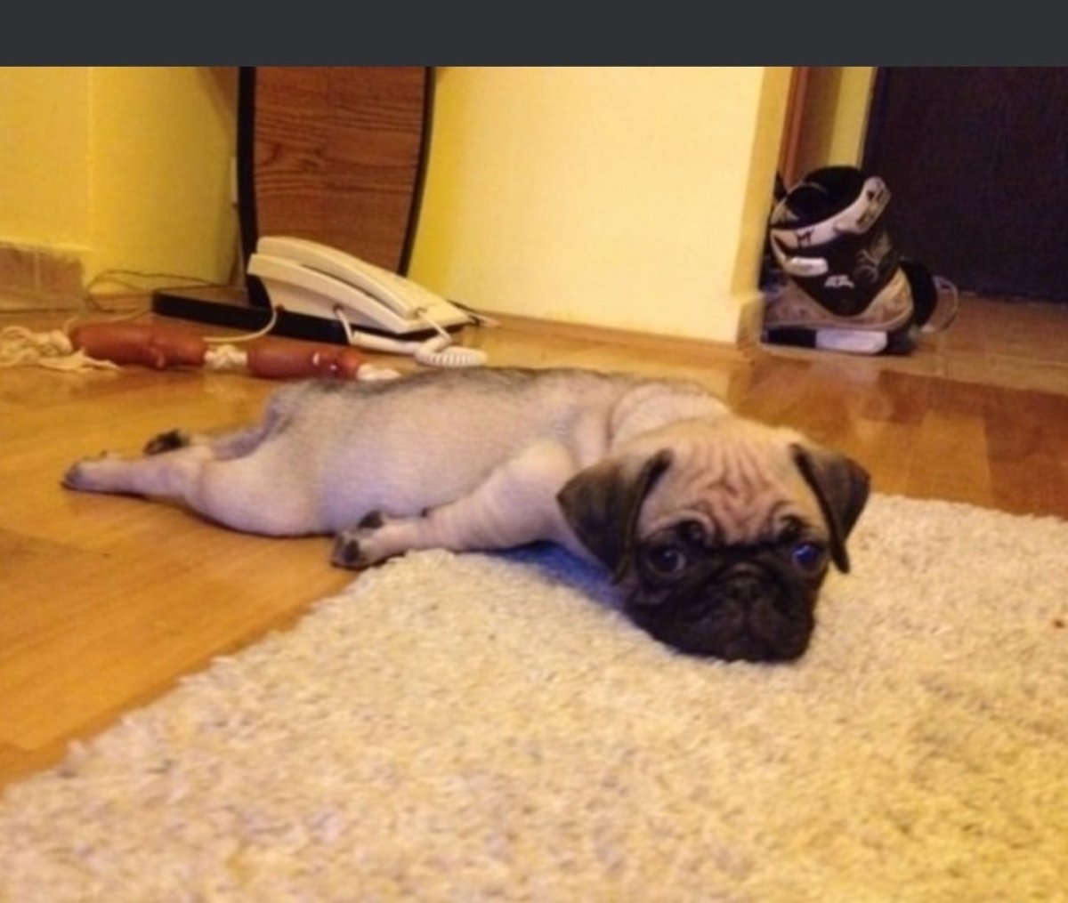 Усталый Мопс