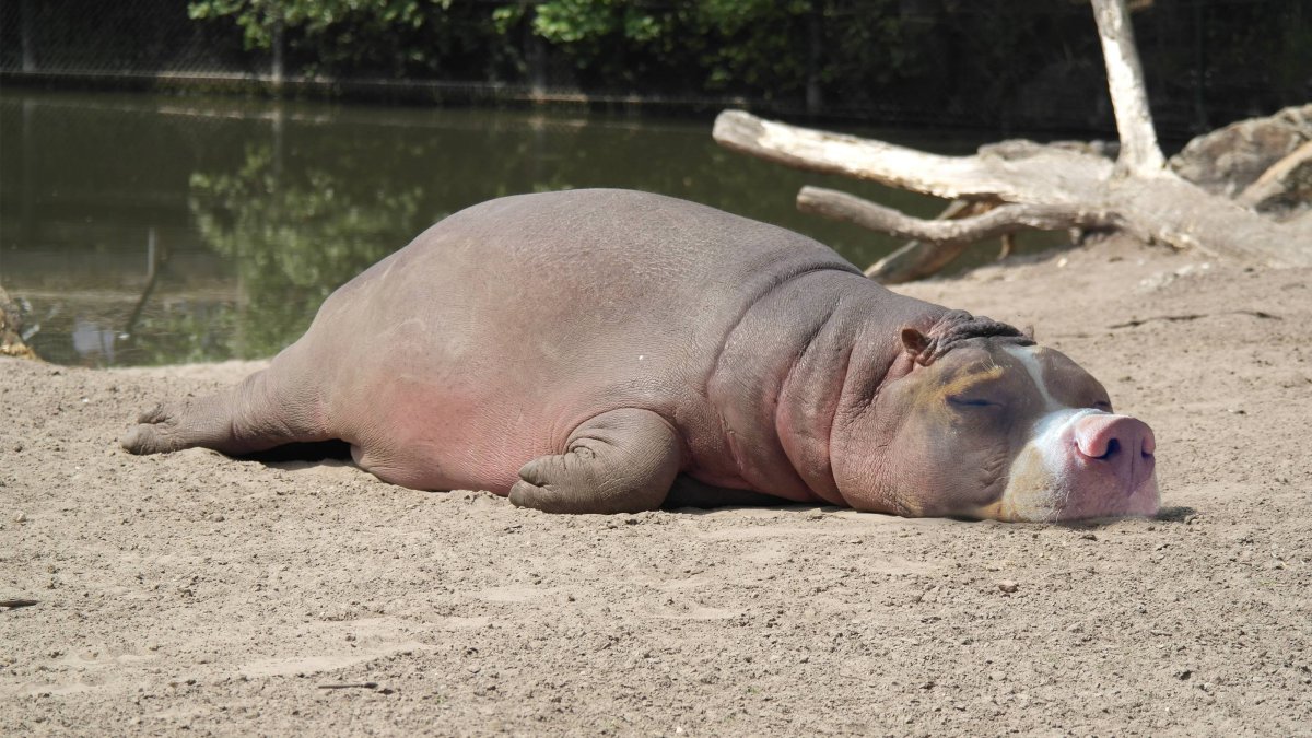 Беременная бегемотиха