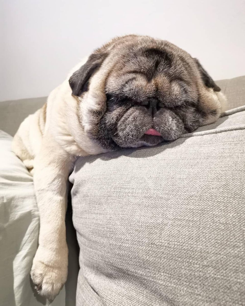 Жирный Мопс