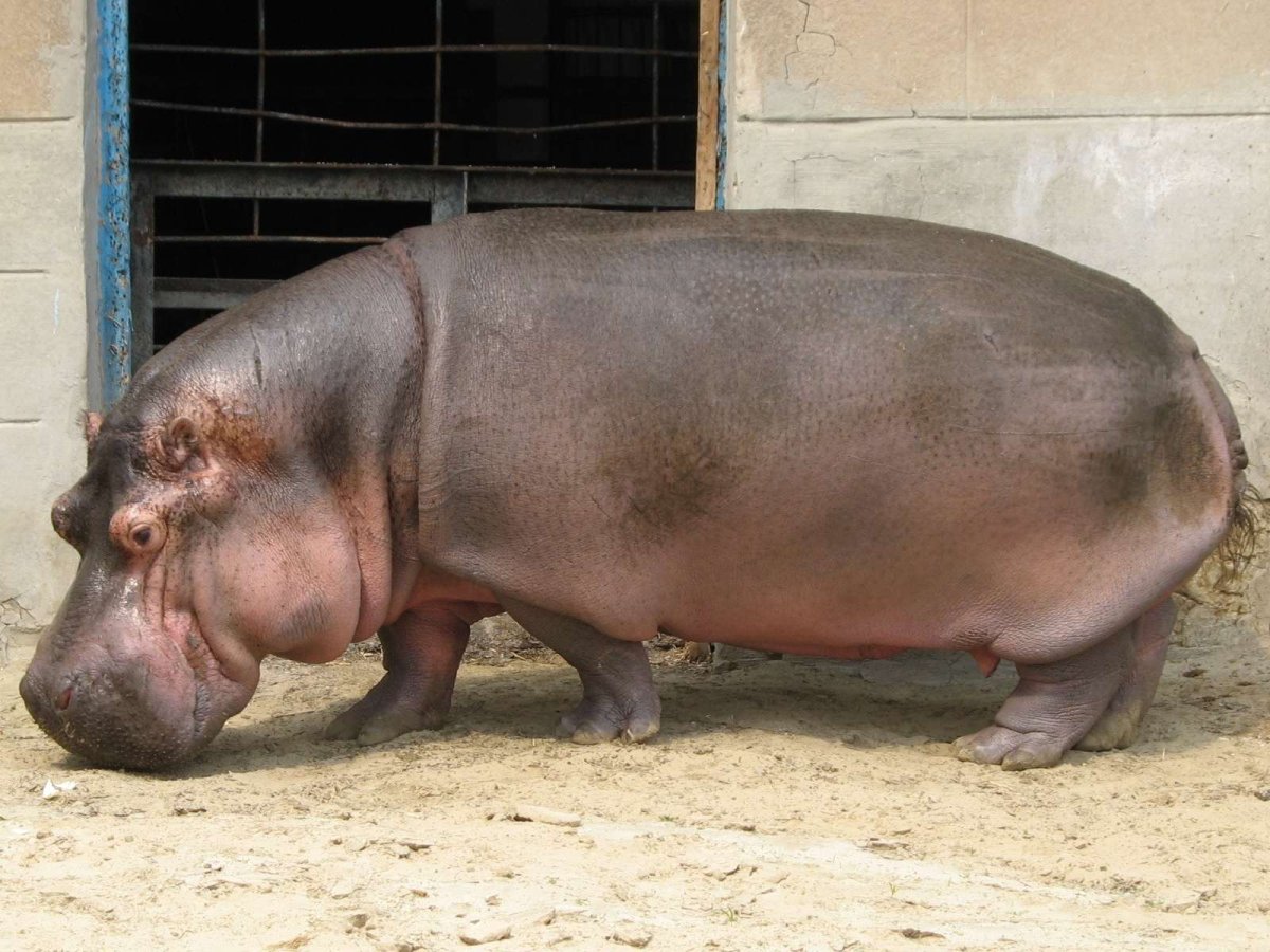 Самый толстый Бегемот