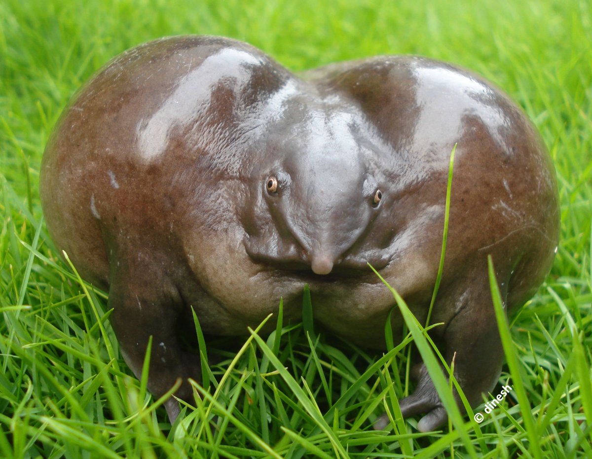 Толстые лягушки