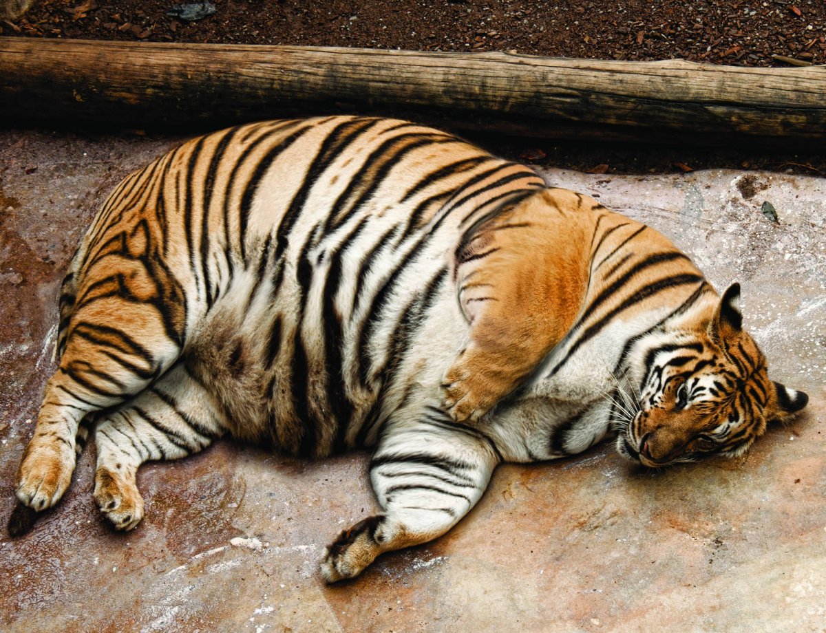 Ехидна Тасманийская