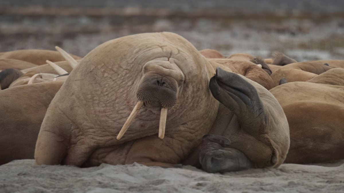 Самое жирное животное в мире