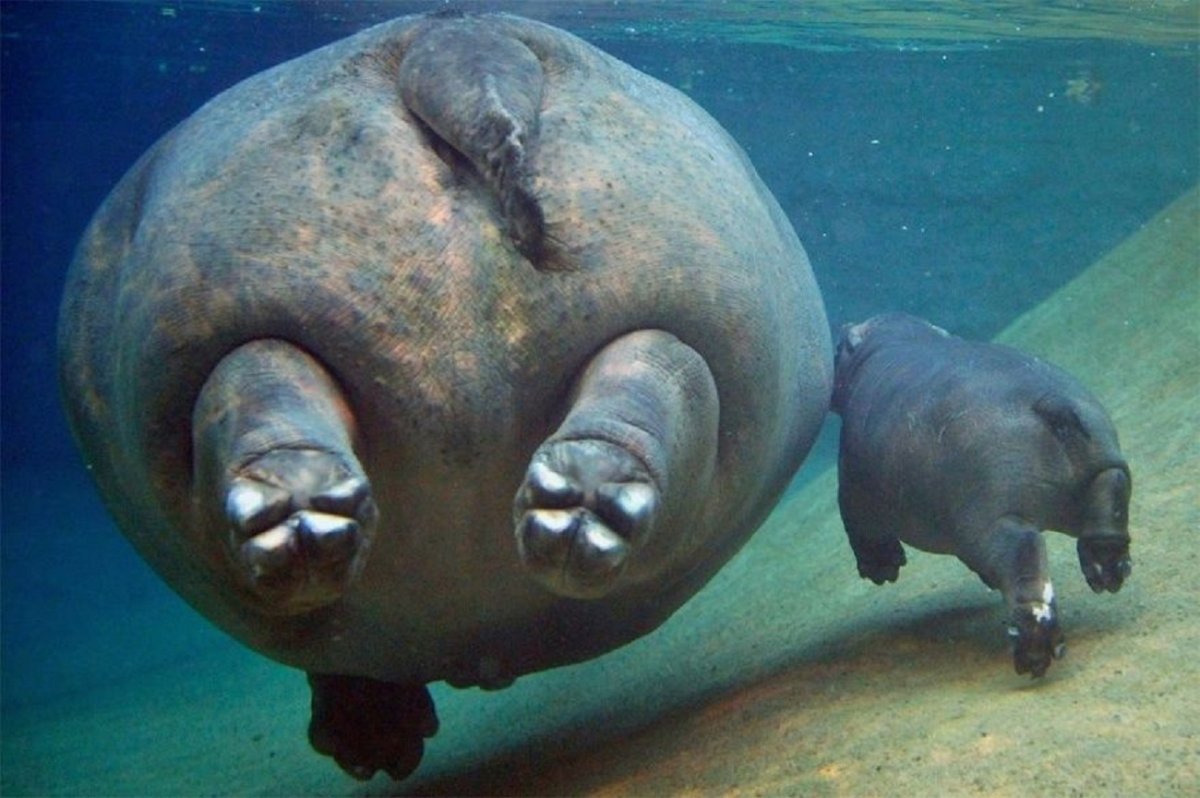 Маленькая толстая собака