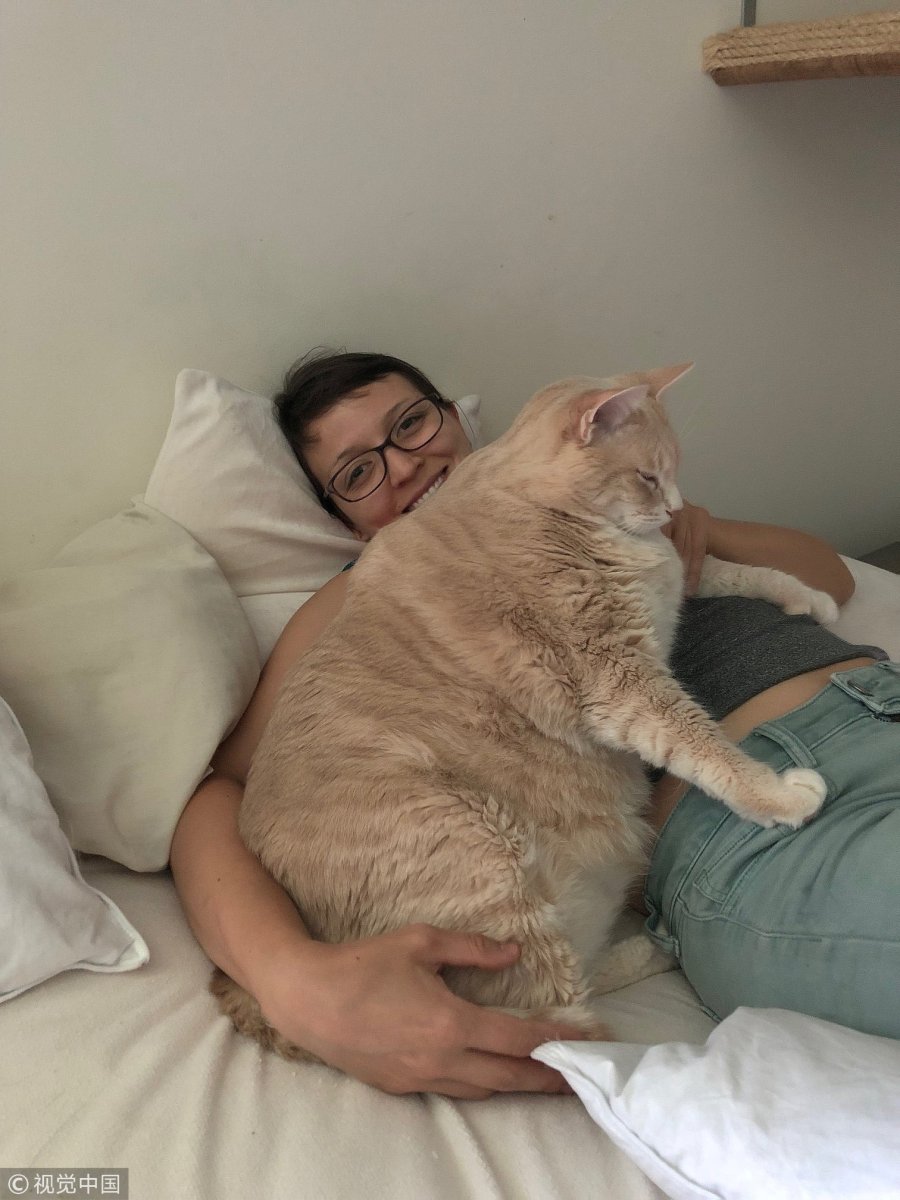 Щекастый орангутанг