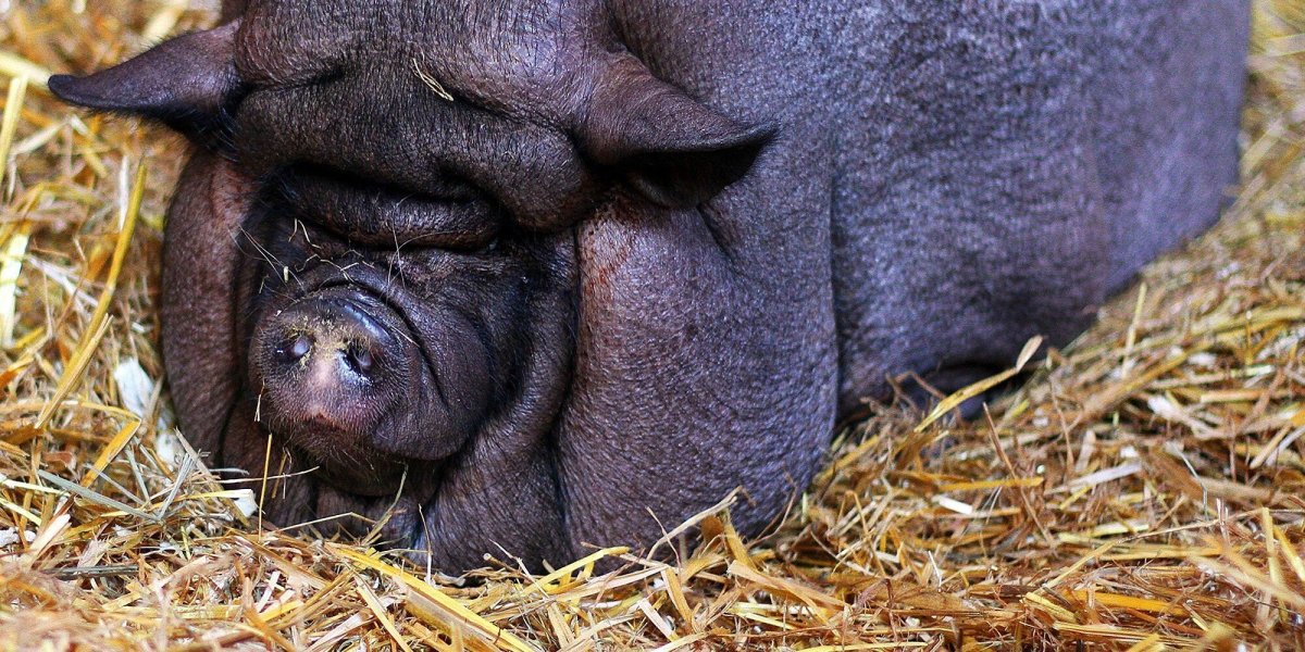 Большая свинья