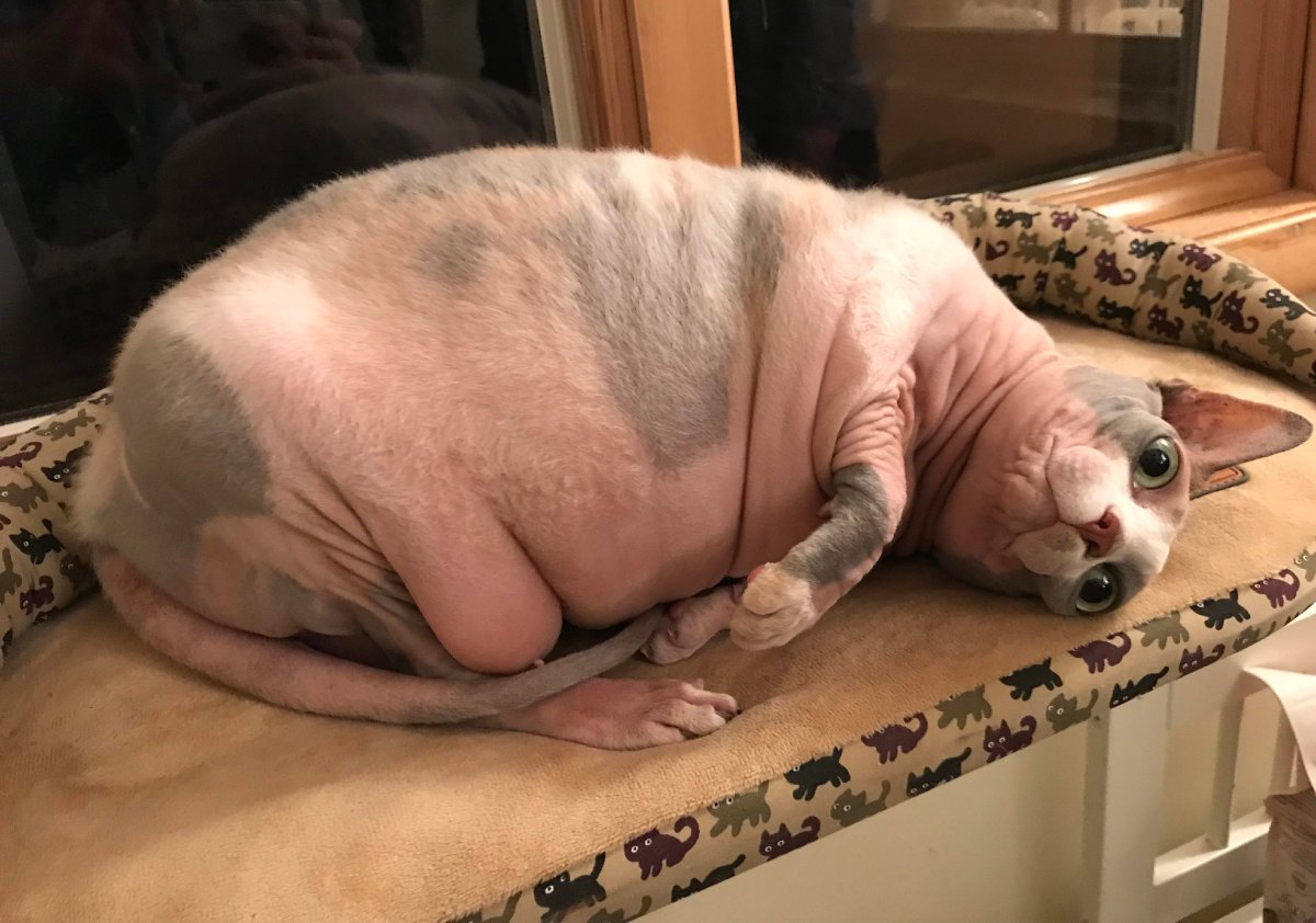 Самые большие свиньи в мире