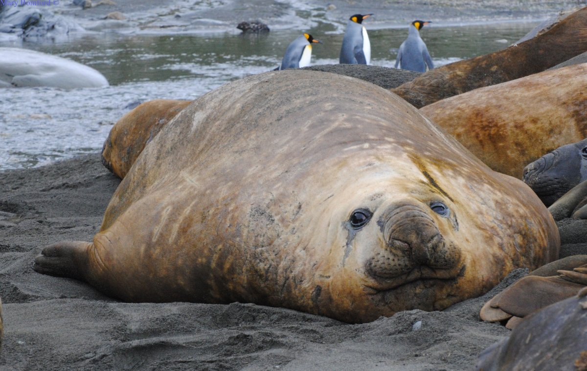 Толстый Бегемотик
