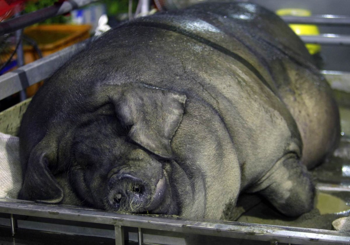 Беременные морские свинки