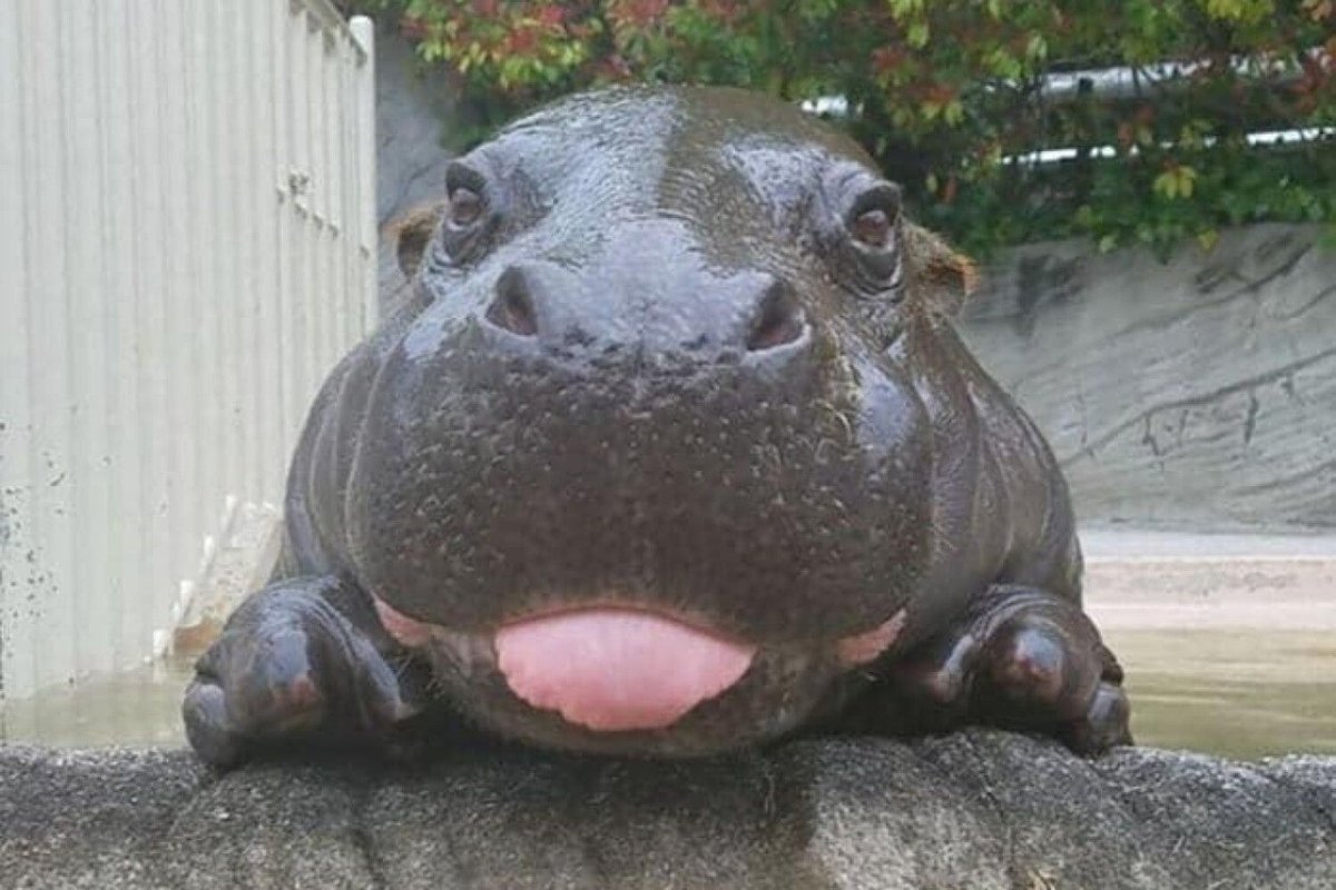 Толстый Амурский тигр