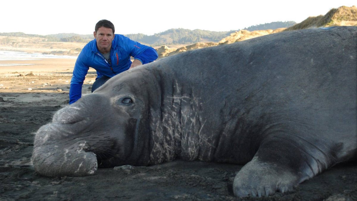 Морской морж