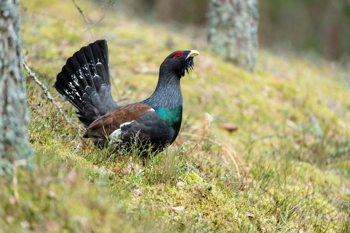 Дикие птицы Карелии