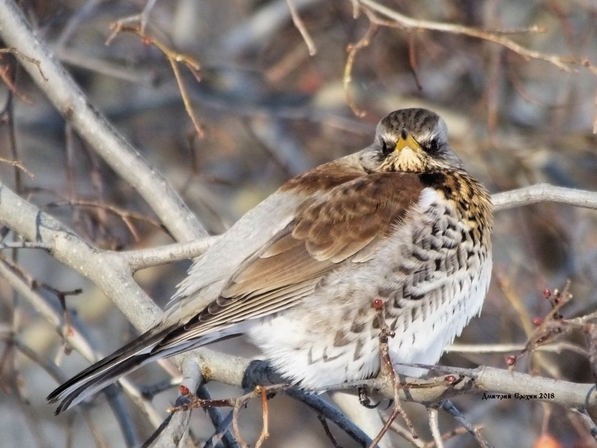 Дрозды в Карелии