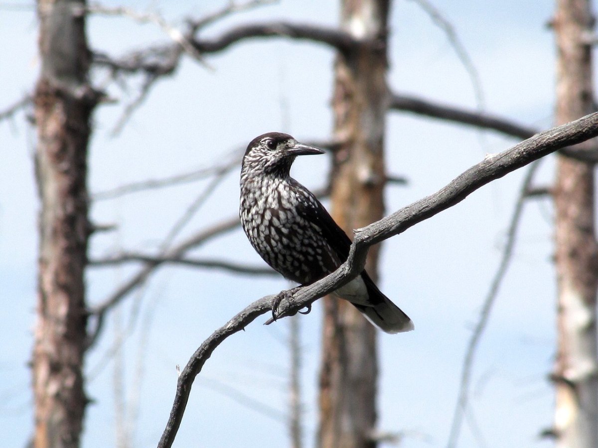 Черная Кедровка
