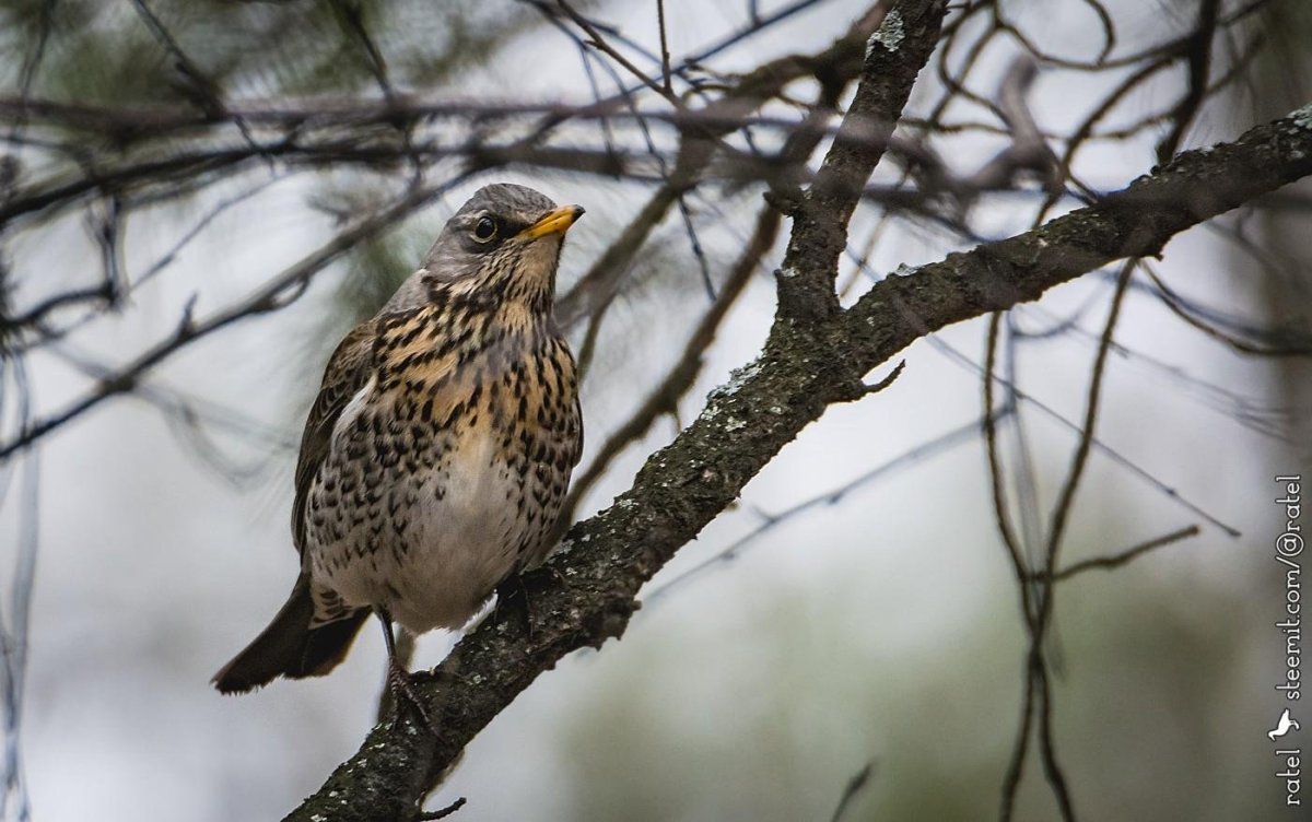 Лесные птицы Урала